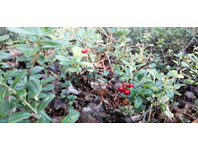 IMG 20200815 065924.jpg