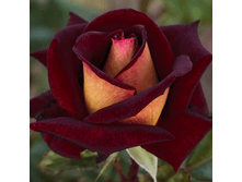 ���� ������� (269)