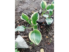 ������� Liberty