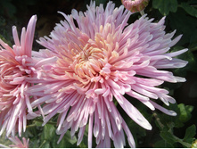 ���������� ��������������� �������