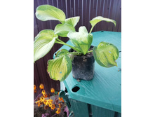 ������� Brother Stefan