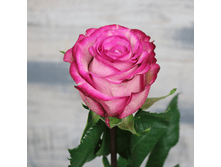 �������� (239)