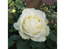 ������ (258)