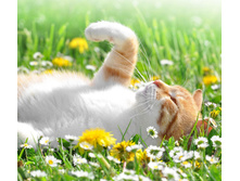 ������ ...