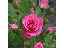 ����� ����� (299).png