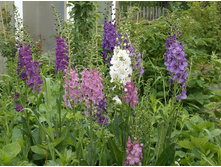 ����������, �����