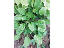 ������ �� Golden Tiara