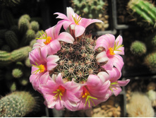 Mammillaria sheldonii