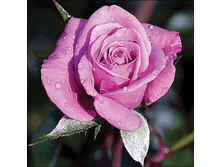 �������� ���������� (247).png