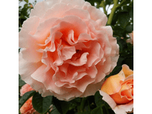 ������ (387)