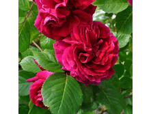 ������ (339)