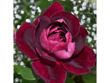 �������� ��� (331)