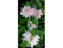 ��������� ����