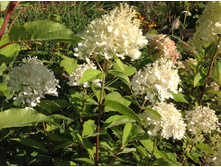 ��������� Megical Sweet Sun