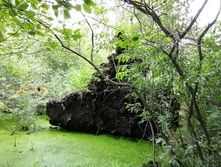 IMG 20200802 152123.jpg