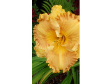 IMG 20200729 160824.jpg