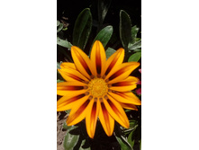 IMG 20200727 112557.jpg