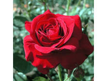 ���� ������ (338)