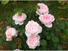 ���� �������� ������