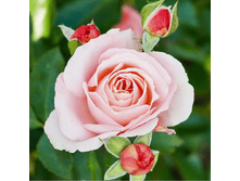 ���������� (349)