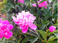 ���� ��������