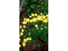 �������� ��������