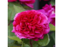 ���� ���� (231)