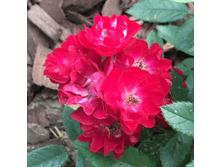 �������� (315)