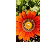 IMG 20200727 112553.jpg