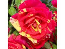 ����� ���� (297)