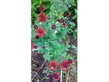 ����� ����