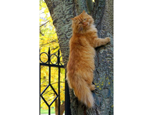 ���� ���� ������ �����?