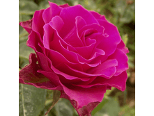 ������ (222)