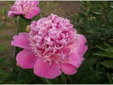 �������� �� ���������