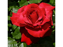 ��������� (402)