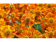 �������� ���������