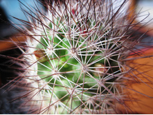 Mammillaria fraileana LO 20
