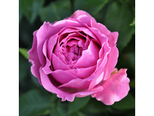 ����� ����� (368)