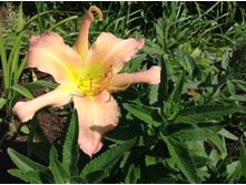 ���� �������