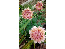 IMG 20200918 144701.jpg