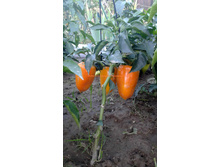 ���� (2).jpg