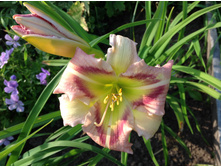 �������� ������� ���� ���������