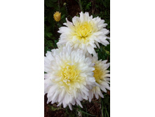 IMG 20200910 155921.jpg