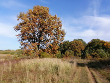 IMG 20200927 121654.jpg