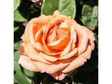 ������ ����� (213)