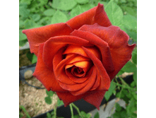 ���� ����� (229)