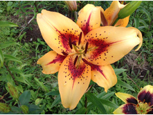 ����� ����������