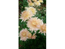 IMG 20200922 152304.jpg