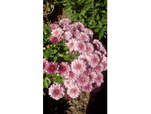 IMG 20200906 114219.jpg