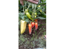 ������ ������ 2.jpg